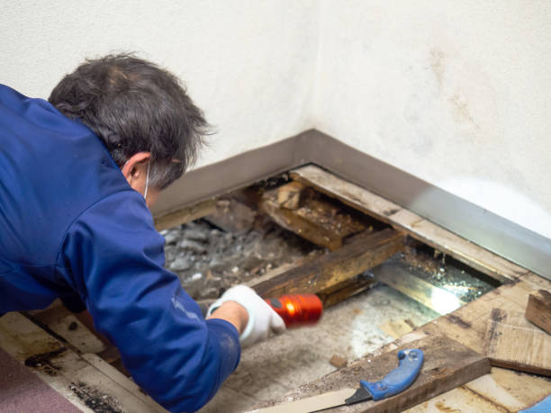 Best Mold Remediation for Specific Building Types in Highlandville, MO