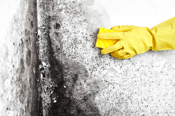 Best Mold Testing and Inspection Services in Highlandville, MO