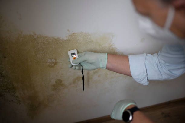Best Health and Safety Mold Remediation in Highlandville, MO