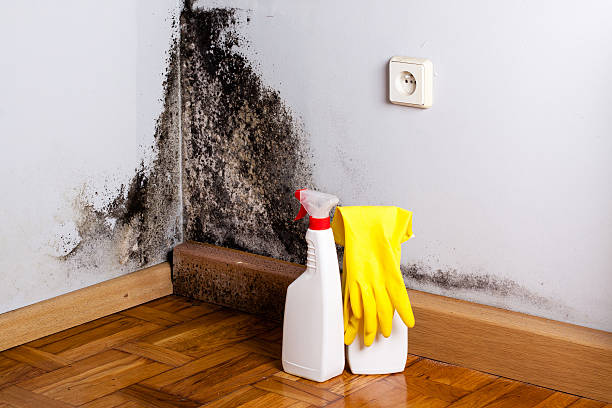 Best DIY Mold Remediation Support Services in Highlandville, MO