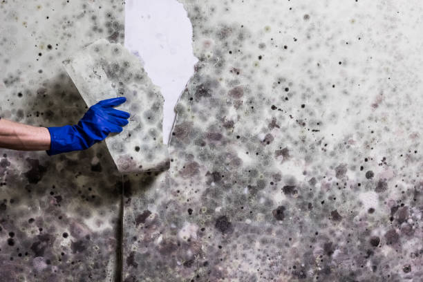 Best Residential Mold Remediation in Highlandville, MO