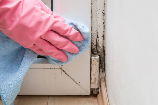 Best Industrial Mold Remediation in Highlandville, MO